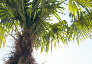 Ambrosia Coffee Freiburg